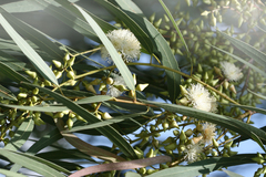 Eucalyptus tereticornis